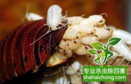 深圳滅蟑螂除四害公司專業(yè)滅蟑螂、徹底滅絕-怎么樣滅除蟑螂的方法