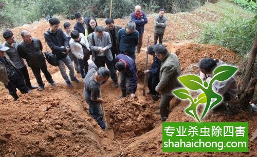 白蟻怎么治,白蟻防治方法